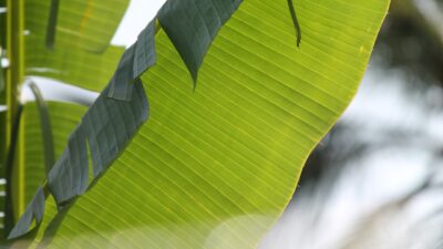 Ini Sederet Manfaat Daun Pisang bagi Kesehatan Tubuh