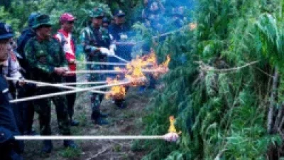 BNN Babat Habis 2,3 Ton Ganja di Dua Ladang Tersembunyi Aceh Besar