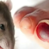 Dokter Ungkap Gejala Mematikan Infeksi Virus Hanta dari Kotoran Tikus