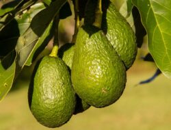 Belum Banyak Yang Tahu, Ternyata Buah Alpukat Bisa Atasi Asam Lambung
