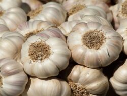 Ini 5 Manfaat Menakjubkan Mengonsumsi Bawang Putih Mentah