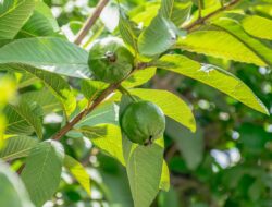 Tak Hanya Buahnya, Ternyata Daun Jambu Biji Bisa Jadi Obat Batuk
