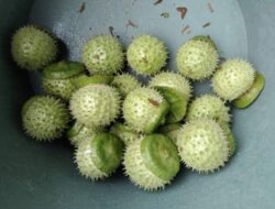 Selain Picu Halusinasi, Mengonsumsi Kecubung Bisa Juga Menyebabkan Kematian