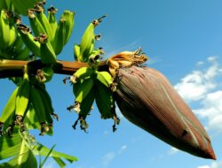 Ini Sederet Khasiat Jantung Pisang bagi Kesehatan yang Jarang Diketahui