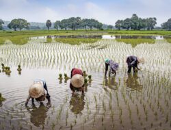 Lindungi Petani, Pemkab Sanggau Berikan BPJS JKK dan JKM kepada 1000 Petani