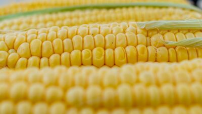 Ini Manfaat Jagung bagi Kesehatan, Diantaranya Mencegah Anemia