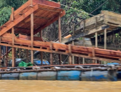 Pindahkan Hampir 400 Kg Emas Ilegal ke Tempat Aman AS Raja Emas Ilegal Baru Terendus Aparat