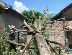 Waspada Bencana Ganda: BNPB Catat Karhutla dan Bencana Hidrometeorologi Basah Terjadi Bersamaan