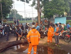 BNPB: Satu Warga Meninggal Tertimpa Pohon, Kejadian Banjir dan Angin Kencang Dominasi Pulau Jawa