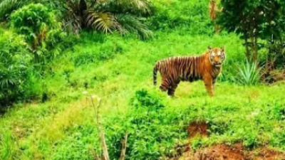 Teror Harimau Sumatra di Permukiman Aceh Timur, BKSDA Pasang Kamera dan Bagikan Mercon